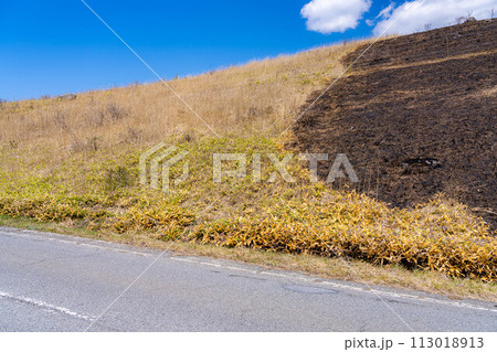 【災害イメージ】霧ケ峰高原の山火事跡【長野県】 113018913