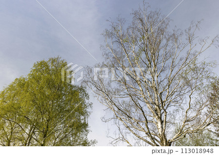 deciduous trees in the spring season during the day 113018948