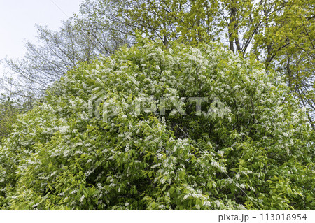 a bird cherry bush during flowering during the wind 113018954