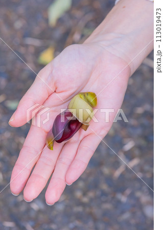 奄美大島　イルカンダ（ウジルカンダ)  113019473