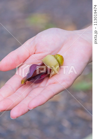 奄美大島 イルカンダ(ウジルカンダ) 奄美大島 イルカンダ(ウジルカンダ) 113019474
