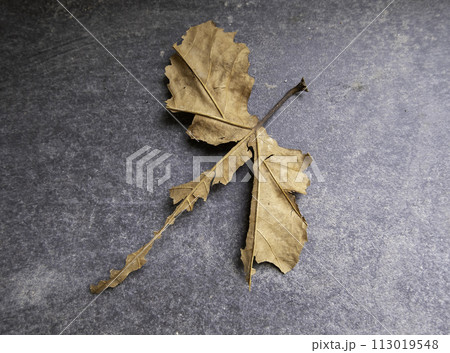 Detail of dry leaf on a cold autumn day 113019548