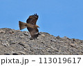 岩の上を飛ぶトビ 113019617