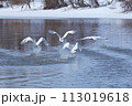 飛ぶ白鳥 113019618