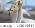 公園の池を泳ぐ白鳥 113019619