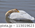 羽繕いする白鳥 113019623