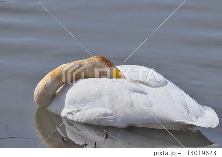 羽繕いする白鳥 113019623