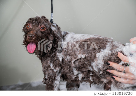 Woman shampooing brown mini poodle in grooming salon.  113019720
