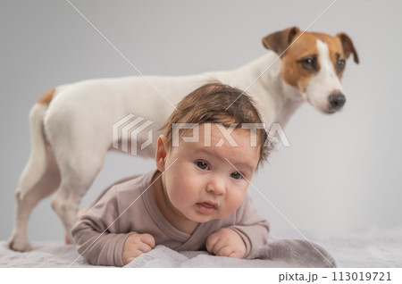 Portrait of a baby lying on his stomach and a Jack Russell Terrier dog. 113019721