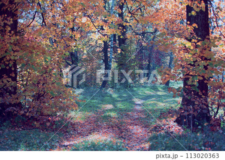 Fantastic forest landscape. Fairy forest with a path. Fantastic forest landscape. Fairy forest with a path. 113020363