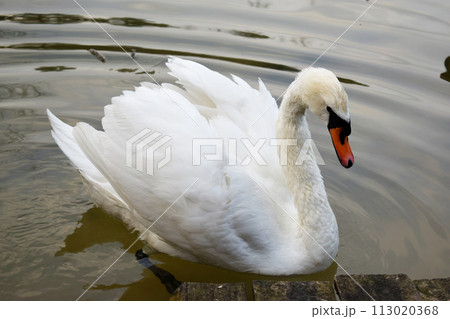 A white swan swims in the wild. 113020368
