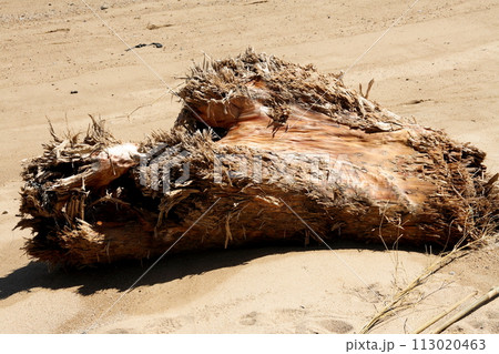来島海峡の海岸に打ち上げられた流木 113020463
