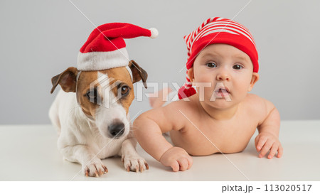 Cute little boy and Jack Russell terrier dog in santa hats on white background. Cute little boy and Jack Russell terrier dog in santa hats on white background. 113020517