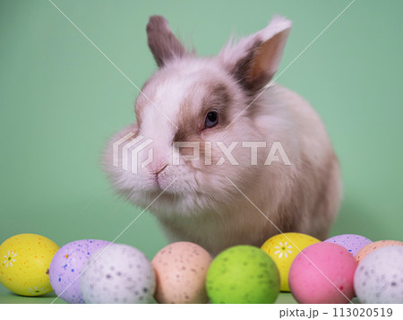 Easter Bunny on a green background with colorful painted eggs. Easter Bunny on a green background with colorful painted eggs. 113020519