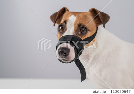 Jack Russell Terrier dog in a rag muzzle on a white background. Copy space.  113020647