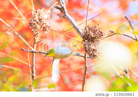 鮮やかな紅葉と可愛いメジロ(メジロ科)。 日本国神奈川県相模原市、早戸川林道にて。 2023年12 鮮やかな紅葉と可愛いメジロ(メジロ科)。 日本国神奈川県相模原市、早戸川林道にて。 2023年12 113020661