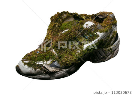 Old sneakers covered with moss on a white background. Old sneakers covered with moss on a white background. 113020678