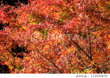 鮮やかな美しい紅葉。 日本国神奈川県相模原市、早戸川林道にて。 2023年12月3日撮影。 Vi 鮮やかな美しい紅葉。 日本国神奈川県相模原市、早戸川林道にて。 2023年12月3日撮影。 Vi 113020679