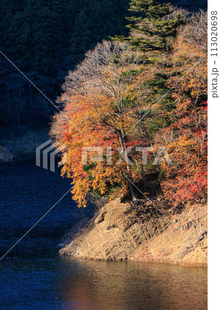 鮮やかな美しい紅葉。  日本国神奈川県相模原市、早戸川林道にて。 2023年12月3日撮影。 113020698