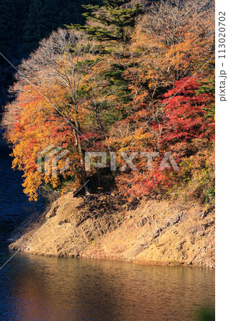 鮮やかな美しい紅葉。  日本国神奈川県相模原市、早戸川林道にて。 2023年12月3日撮影。 113020702