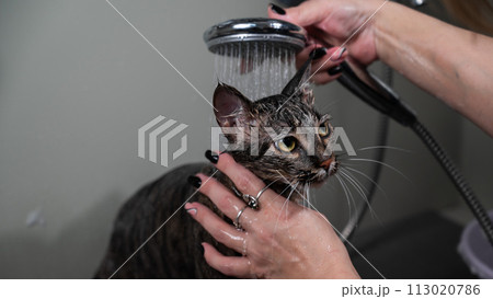 Woman washing a tabby gray cat in a grooming salon. Woman washing a tabby gray cat in a grooming salon. 113020786