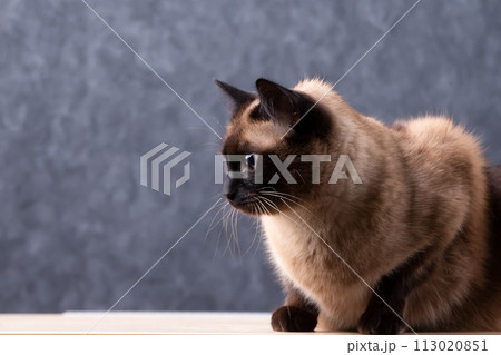 Siamese cat on a gray background.Cat on a gray background. 113020851