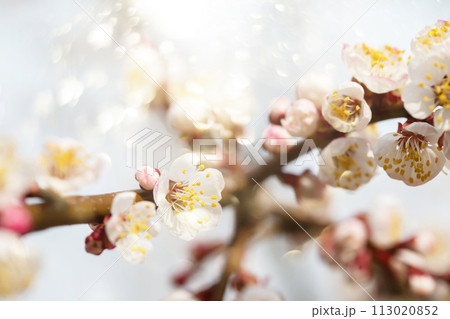 Spring flowering branch of apple tree. Background spring. Spring flowering branch of apple tree. Background spring. 113020852