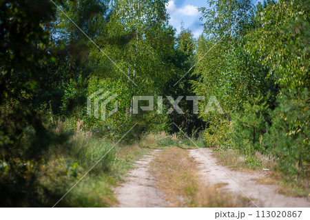 Beautiful forest with with a forest walkway. Beautiful forest with with a forest walkway. 113020867
