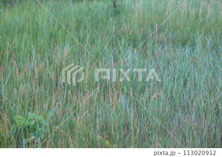 Background green field with grass.Green meadow grass 113020912