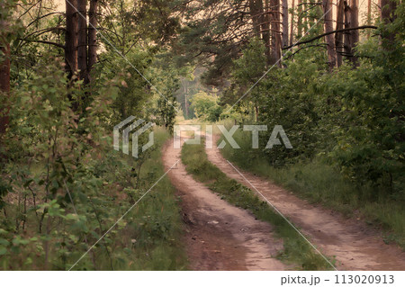 Background with forest and footpath in vintage style. 113020913