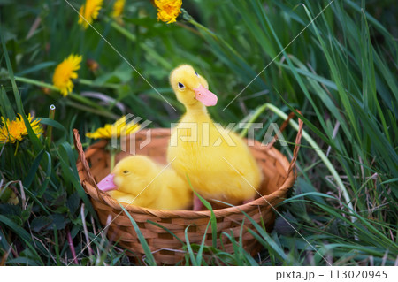 Two yellow ducklings on a background of green grass. Two yellow ducklings on a background of green grass. 113020945