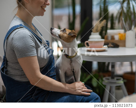 Jack Russell Terrier sitting on the lap of the owner in a cafe. Pregnant woman drinking coffee in dog friendly cafe. 113021073
