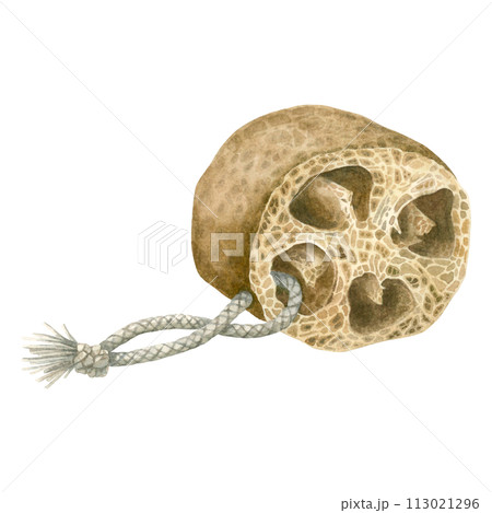 Dried loofah piece have a natural pattern and texture. Hand drawn watercolor illustration of zero waste kitchen and bathroom accessories isolated on background. For Spa centers, body care products. 113021296