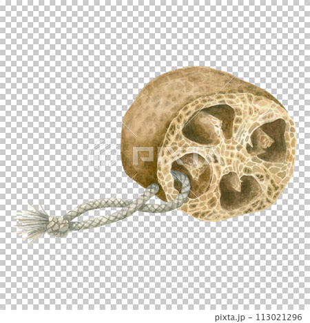 Dried loofah piece have a natural pattern and texture. Hand drawn watercolor illustration of zero waste kitchen and bathroom accessories isolated on background. For Spa centers, body care products. 113021296