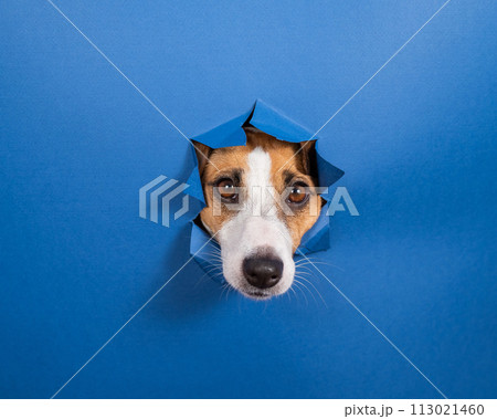 Funny dog jack russell terrier leans out of a hole in a paper blue background.  113021460