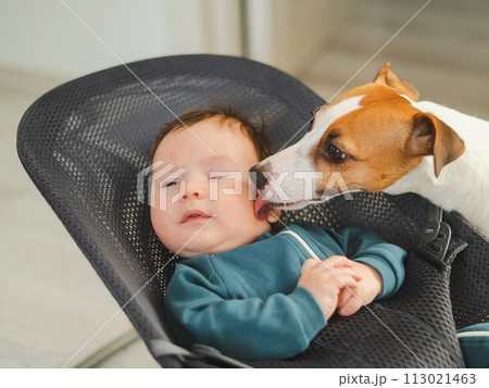 A dog licks the face of a cute three-month-old boy dressed in blue overalls in a baby lounger.  113021463