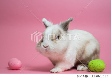 Easter Bunny on a pink background with colorful painted eggs. Easter Bunny on a pink background with colorful painted eggs. 113021557