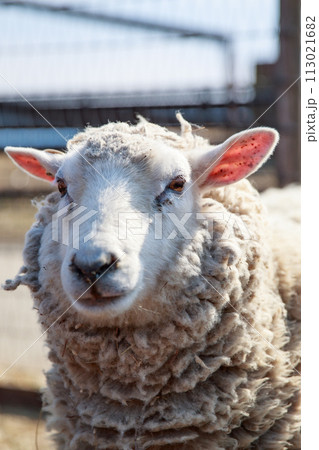 牧場にいる羊 113021682
