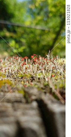 岩の上に広がるコアカミゴケ 113021828