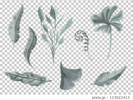 Tropical plants of the ancient world of dinosaurs, leaves, grass, bushes Watercolor set. hand drawn isolated on white background 113022413