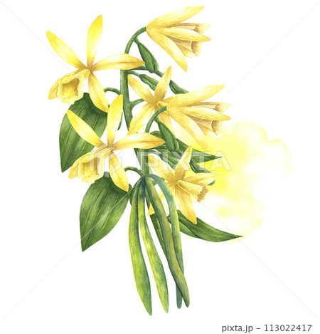 Vanilla flowers with watercolor splash. Hand drawn watercolor vanilla illustration on white isolated background. Sketch of food spice or essential oil ingredient for logo on white isolated background. Vanilla flowers with watercolor splash. Hand drawn watercolor vanilla illustration on white isolated background. Sketch of food spice or essential oil ingredient for logo on white isolated background. 113022417