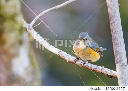 幸せの青い鳥、可愛いルリビタキ(ヒタキ科)。  日本国千葉県市川市、大町公園自然観察園にて。 202 幸せの青い鳥、可愛いルリビタキ(ヒタキ科)。  日本国千葉県市川市、大町公園自然観察園にて。 202 113022437