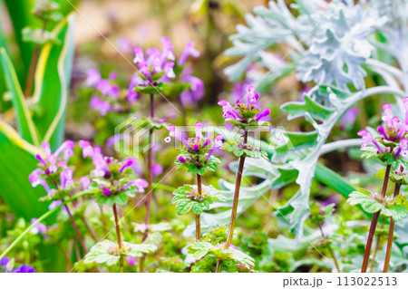 春の花壇に咲き始めた可憐なホトケノザ 春の花壇に咲き始めた可憐なホトケノザ 113022513