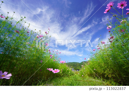 まだつぼみが多いフレッシュなコスモス畑をローアングルで見上げる 113022837