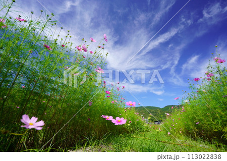 まだつぼみが多いフレッシュなコスモス畑をローアングルで見上げる まだつぼみが多いフレッシュなコスモス畑をローアングルで見上げる 113022838