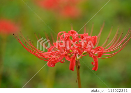 秋の野の花・彼岸花の一輪撮り 113022851