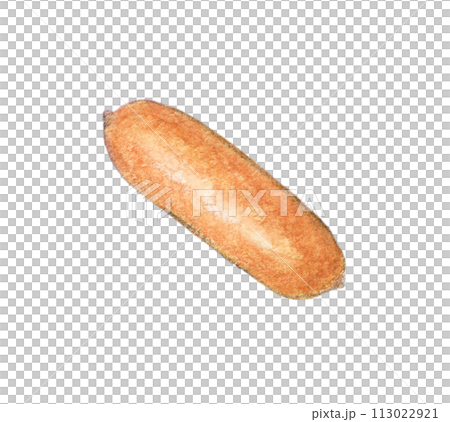 香腸水彩鉛筆插圖 113022921