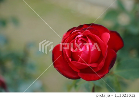 荒尾市 おもやい市民花壇 バラの花、 荒尾市 おもやい市民花壇 バラの花、 113023012