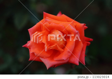 荒尾市　おもやい市民花壇　バラの花、 113023014