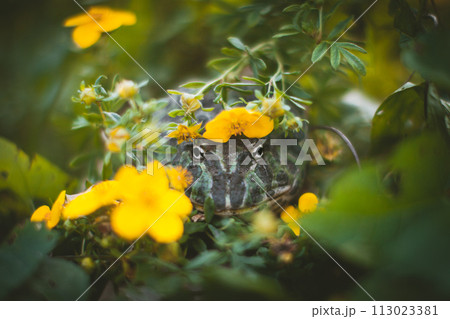 The Argentine horned frog with a flower bush The Argentine horned frog with a flower bush 113023381